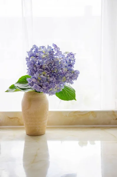 blue hydrangea in a vase
