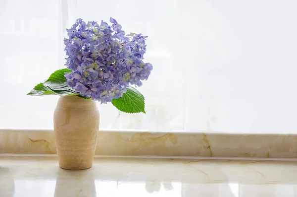 Blå hortensia i en vas — Stockfoto