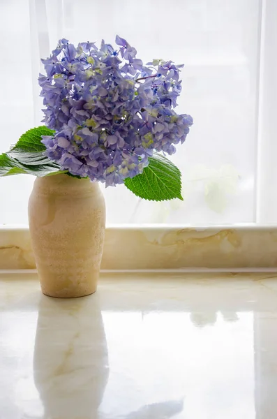 Голубая гортензия в вазе — стоковое фото