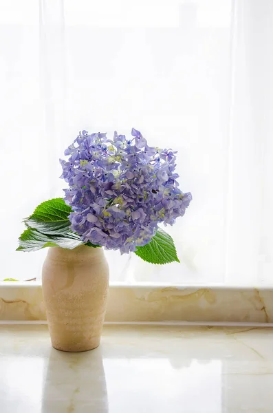 Niebieski hortensja w wazon Zdjęcia Stockowe bez tantiem
