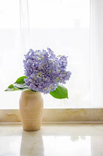 Hortênsia azul em um vaso Imagens De Bancos De Imagens