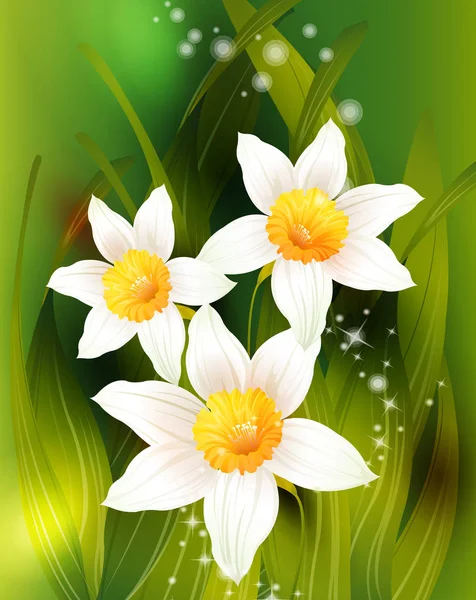 Vector card with daffodils. — Stock Vector