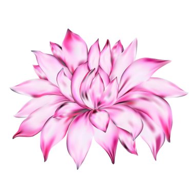 Beyaz arka plan üzerinde izole güzel pembe dahlia. tebrik kartları ve davetiyeler, düğün, doğum günü, Sevgililer günü, anneler günü ve diğer mevsimlik tatil için 