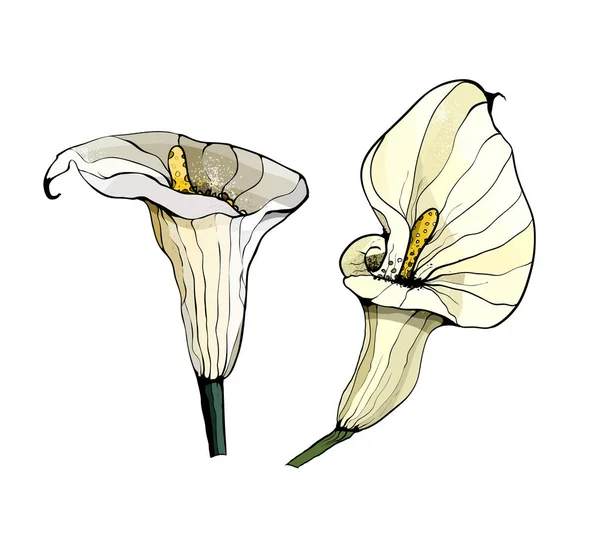Weiße Calla Lilien Skizze Von Calla Lilien Blumen — Stockvektor