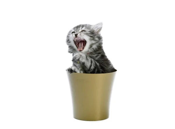 Кошка показывает язык — стоковое фото