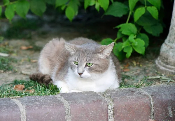 Evsiz sevimli kedi — Stok fotoğraf
