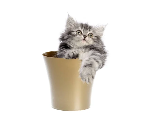 Gatto dentro vaso di fiori — Foto Stock