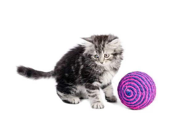 Kitty en boll — Stockfoto