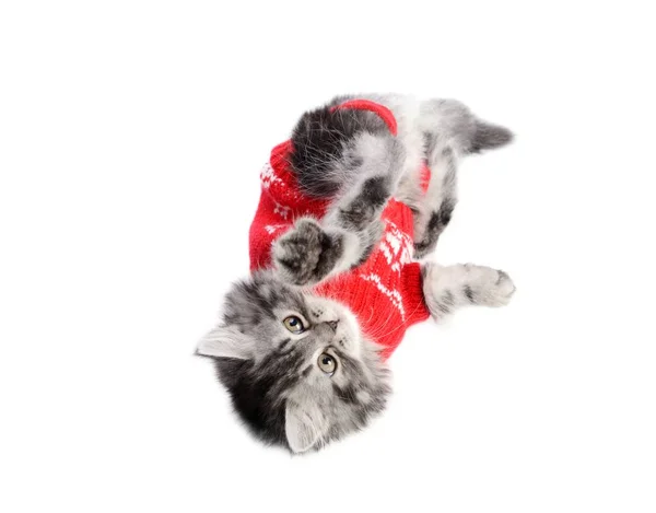 Kitty, ubrany w czerwony sweter — Zdjęcie stockowe