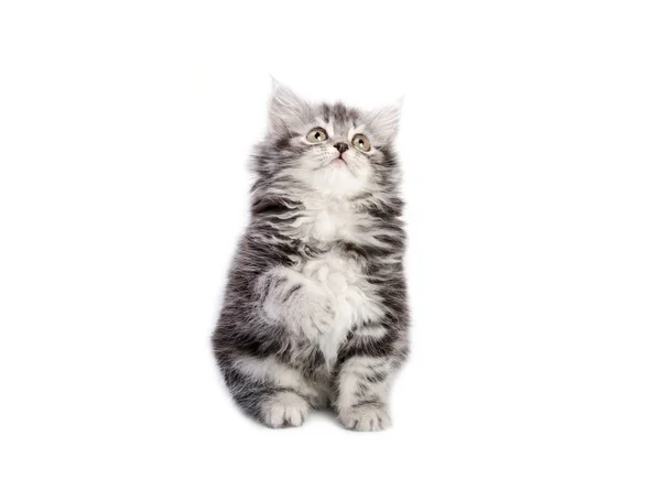 Piccolo gattino, su bianco — Foto Stock