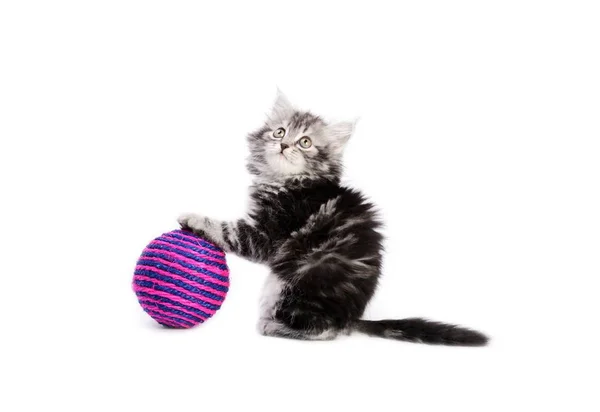 Kitty und Boll — Stockfoto