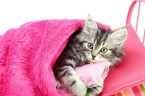 Pequeño gato sosteniendo almohada — Foto de Stock