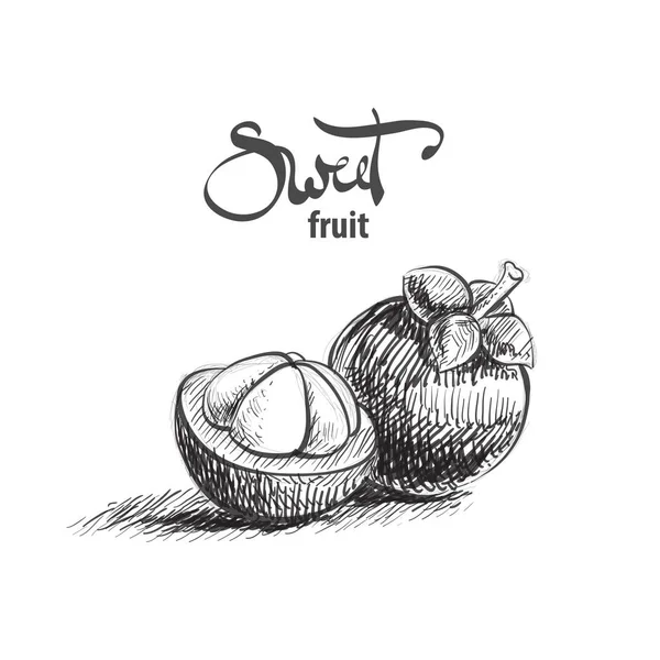 Sladký mangostanu ilustrace Vektorová Grafika