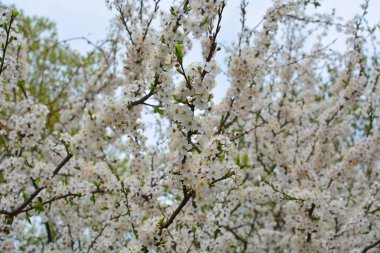 Kiraz ağacı çiçek yeşil şube, erken bahar beyaz çiçekleri arka planda