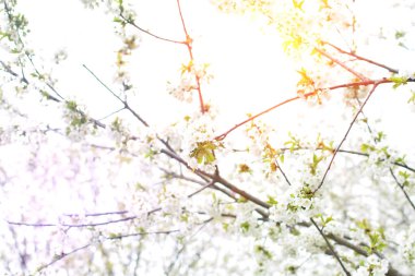 Kiraz ağacı çiçek ve arka plan bulanık şube, erken bahar beyaz çiçekler güneş