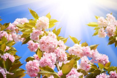 Kiraz ağacı, sakura yumuşak arka planda yeşil dallar ve gökyüzü, erken Bahar pembe çiçekler açar.