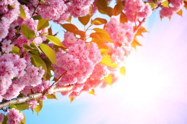 Kiraz ağacı, sakura yumuşak arka planda yeşil dallar ve gökyüzü, erken Bahar pembe çiçekler açar.