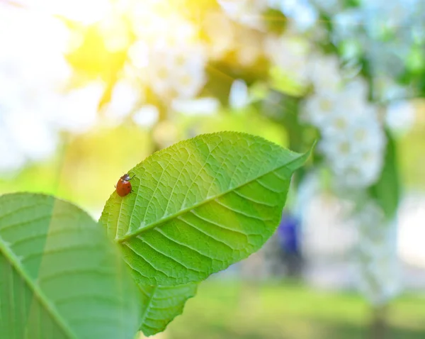 Árbol floreciente de primavera, luz solar y mariquita en la hoja verde, fondo natural colorido —  Fotos de Stock