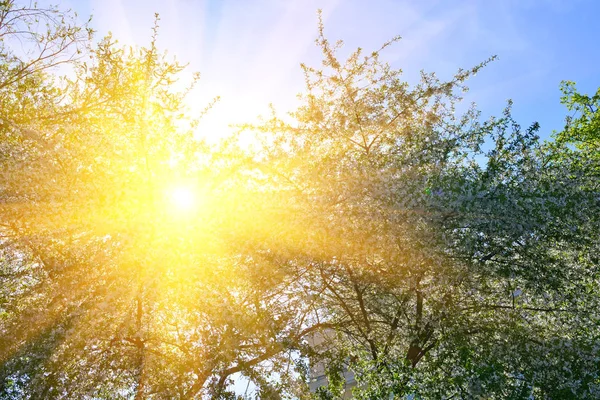 Körsbärsträdet blommar och solen i bakgrunden av gröna grenar, tidig vår vita blommor — Stockfoto