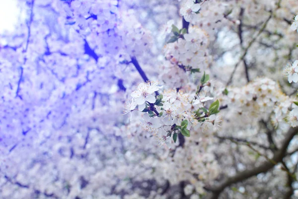 Cherry Tree Blooms Sun Background Blurred Branches Early Spring White — Stock Photo, Image