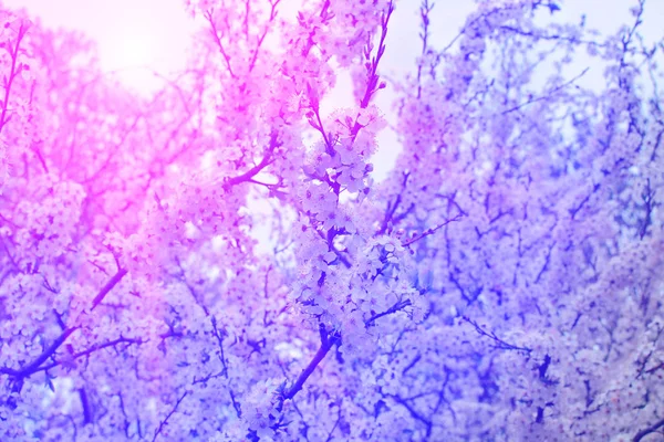 Cherry tree blooms and sun in background of blurred branches, early spring white flowers — Stock Photo, Image