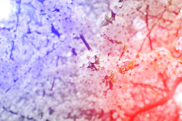 Cherry tree blooms and sun in background of blurred branches, early spring white flowers — Stock Photo, Image