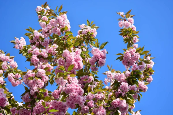 Вишня, сакура цветет на мягком фоне зеленых ветвей и неба, ранней весной розовые цветы — стоковое фото