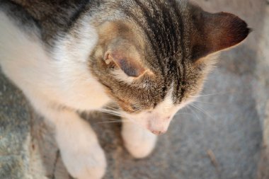 kedi ve yavru kedi çöp