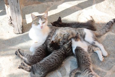 kedi ve yavru kedi çöp