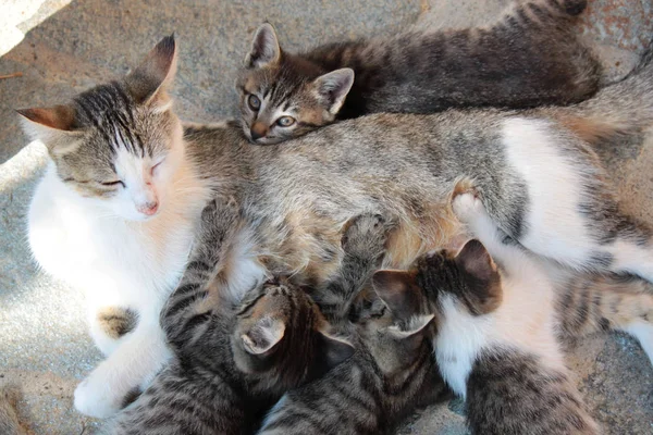 Gato e gatinhos ninhada — Fotografia de Stock