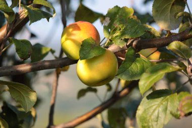 Olgun elma ağaç üzerinde asılı
