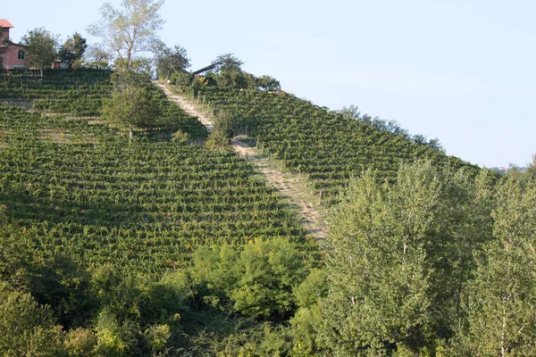 Wijngaard op terrassen — Stockfoto
