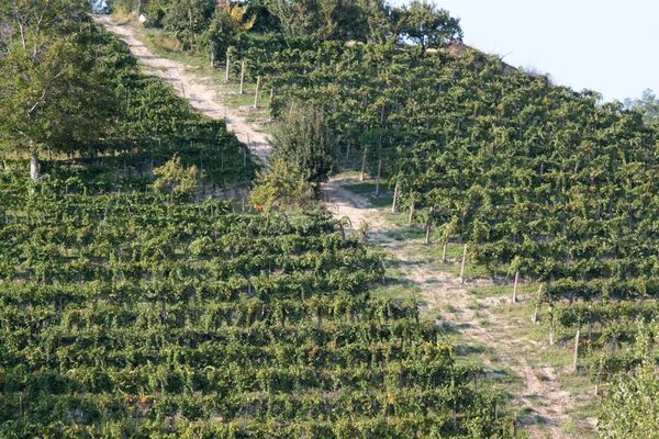 Vigneto a terrazze — Foto Stock