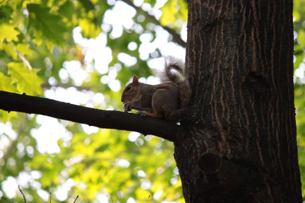 Squirrel Tree Branch Park — Stok Foto