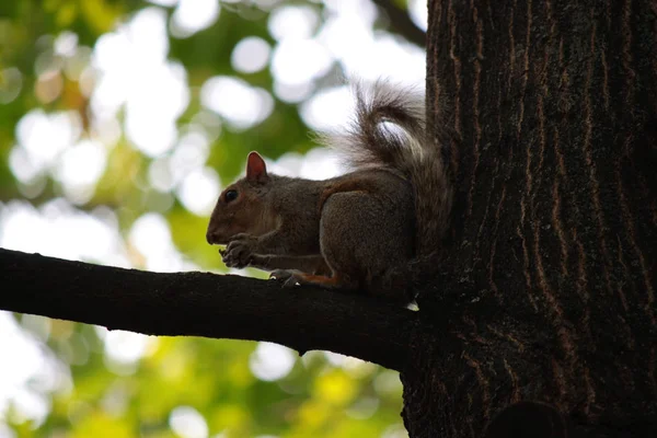 Squirrel Tree Branch Park — Stok Foto