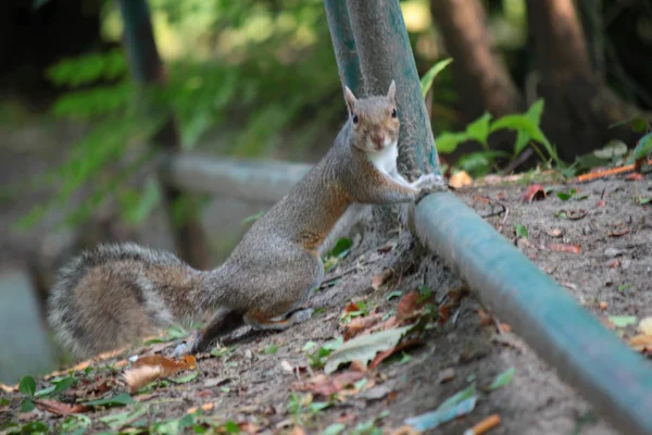 Squirrel Tree Branch Park — kuvapankkivalokuva