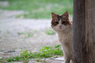 Beyaz ve gri renkli evcil kedi, oturuyor.