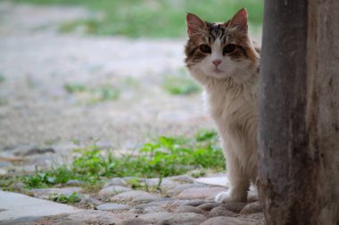 Beyaz ve gri renkli evcil kedi, oturuyor.