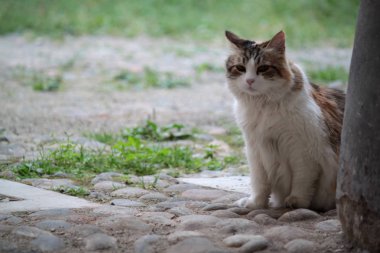 Beyaz ve gri renkli evcil kedi, oturuyor.
