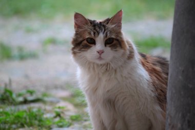 Beyaz ve gri renkli evcil kedi, oturuyor.