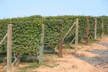 Langhe Piedmont manzarası şarap üzümü üretimi için sarmaşıklı