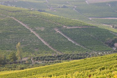Langhe Piedmont manzarası şarap üzümü üretimi için sarmaşıklı