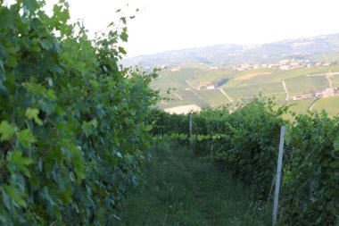 Langhe Piedmont manzarası şarap üzümü üretimi için sarmaşıklı