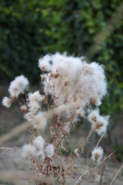 Bahçeleri çeşit çeşit çiçeklerle doludur.