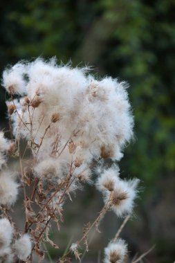 Bahçeleri çeşit çeşit çiçeklerle doludur.