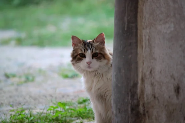 Gato Doméstico Cor Branca Cinza Sentado Olhando — Fotografia de Stock