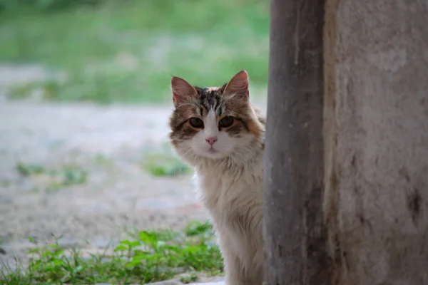 Hauskatze Von Weißer Und Grauer Farbe Sitzend Suchend — Stockfoto