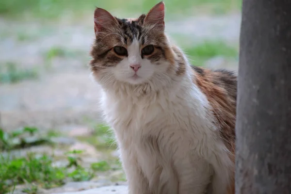 Hauskatze Von Weißer Und Grauer Farbe Sitzend Suchend — Stockfoto