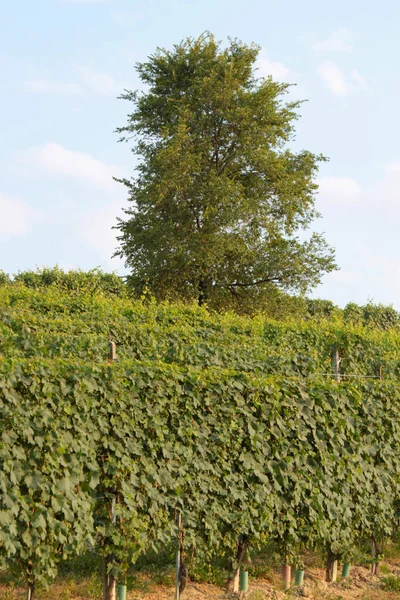 Langhe Piémont Vue Paysage Avec Vigne Pour Production Raisins Cuve — Photo