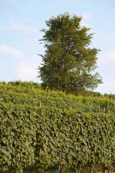 Langhe Piemonte Panorama Con Vite Produzione Uva Vino — Foto Stock